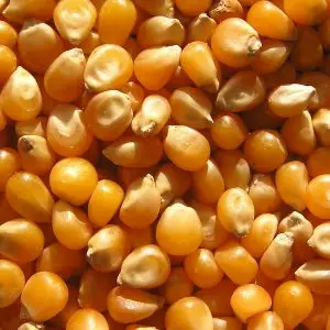 Yellow Maize