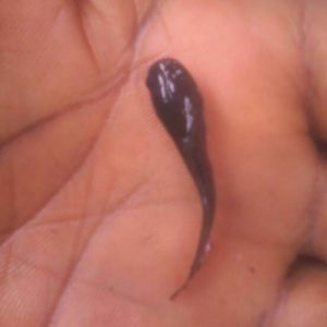 Clarias Spp Catfish (Post-Fingerlings)