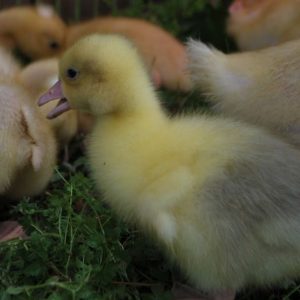 Chinese Gooslings (Pair of male or female)