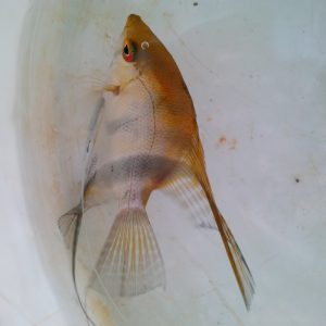 Angel Fish