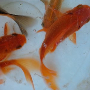 Gold Fish