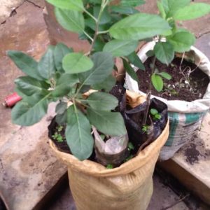 Semi-arid Apple Seedlings