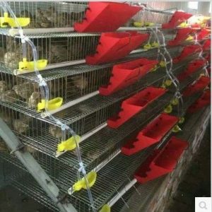 Imported Quail Cages