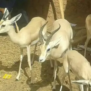 Antelope (pair)