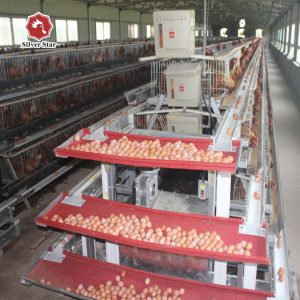 Automatic Egg Collection System
