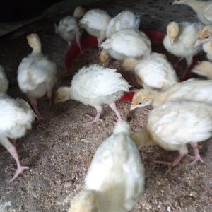 4-5 weeks old Exotic Turkey Poult (Hybrid Converter)