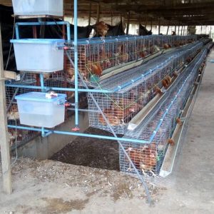 96 Capacity Battery Cage (locally fabricated)