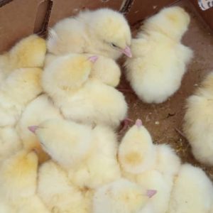 Vertex Broilers (Arbor Acres Plus)