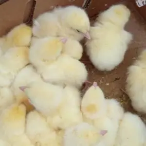 Vertex Broilers (Arbor Acres Plus)