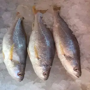 Frozen fish