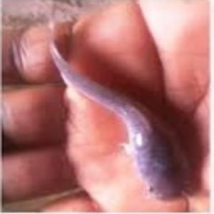 Clarias Spp Catfish (Fingerlings)