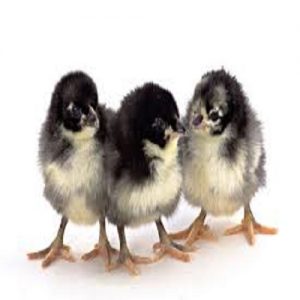 AgroMall Black Cockerel Chicks