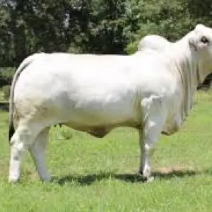 Live Cattle