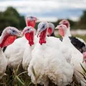 Live Foreign Turkey – 15kg-20kg