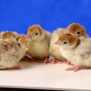 Exotic Turkey Poult (Broad Breasted White)