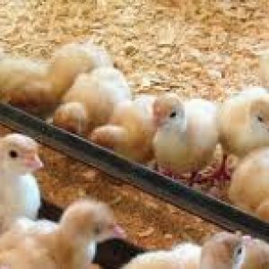 Exotic Turkey Poult (Hybrid Converter)