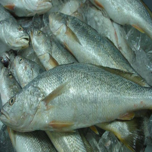 Fresh Croaker Fish
