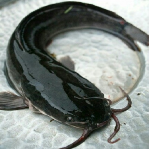 Matured Catfish