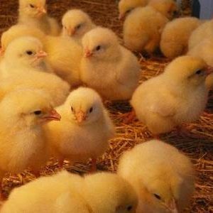Bachelor Broilers (Arbor Acres Plus)