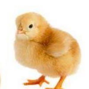 Amo Pullet  (Isa Brown)