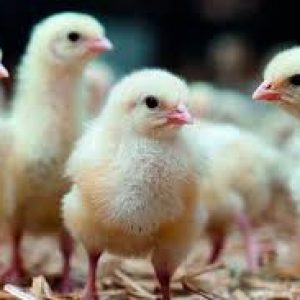 Amo Broilers (Arbor Acres Plus)