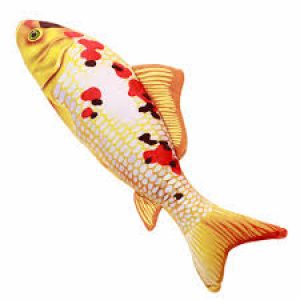 Premium Japanese Koi Carp (Ornamental Fish)