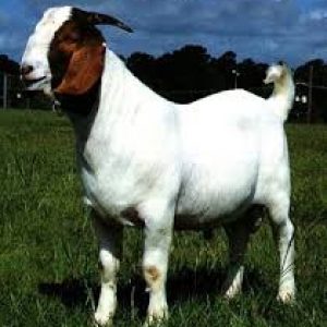 West African Dwarf Goat