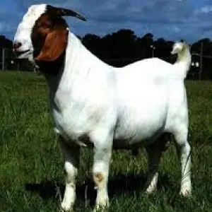 West African Dwarf Goat