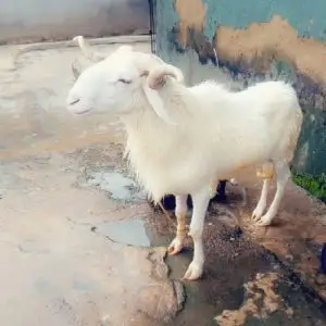 Live Ram