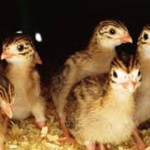 Quail Birds