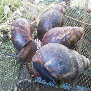 Premium Breeder Snails (4 pieces)