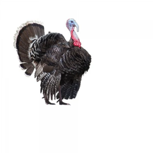 Live Local Turkey – 7-9kg