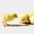 Crown Broilers (Arbor Acres Plus)
