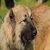 Caucasian Shepard