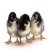AgroMall Black Cockerel Chicks