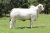 Live Cattle