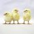 Obasanjo Broilers (Marshall)