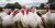 Live Foreign Turkey – 15kg-20kg