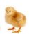 Amo Pullet  (Isa Brown)