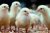 Amo Broilers (Arbor Acres Plus)