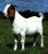 West African Dwarf Goat