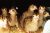 Quail Birds